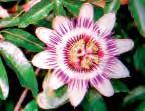 Passifloras Passiflora vines have large, round, incredibly showy flowers. Butterflies love them.