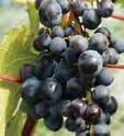 the grapes ripen early and well in cool maritime summers. Vines are moderately vigorous and highly productive. Like Venus, grapes sometimes have soft vestigial seeds. H567: $16.50 ; 3+: $14.