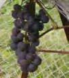 Vigorous vines bear consistently and heavily, and they resist disease. Fruit ripens in mid-september. H582: $14.50 ; 3+: $12.