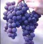 of Arkansas breeding program, fruit ripens early and well in a cool maritime summer, with or before How To Use Grapes IN THE KITCHEN: Fresh eating, jam, juice, wine, raisins.