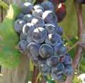 SWEET SEDUCTION Ripens with Interlaken producing large quantities of golden yellow seedless, sweet muscat flavored grapes. Our friend Bill Schultz selected and named this vigorous, attractive vine.