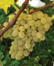 The green seedless grapes are crisp, juicy and very sweet. H575: $11.50 ; 3+: $9.