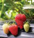 Strawberries (Fragaria species) Raintree offers the most flavorful strawberries that are also easy to grow and disease resistant. Don t expect to find the flavorless commercial varieties here.