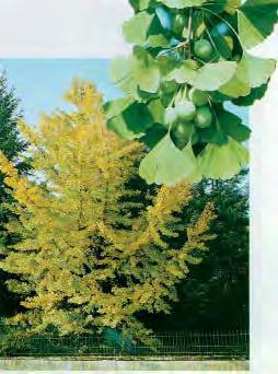 And we almost forgot to tell you that ginkgo is used to stimulate memory. Ginkgo grows in a wide variety of soils and is a pollution tolerant tree.