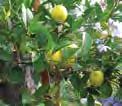 fruits ripen to orange and are fully edible, with thinner rinds and fewer seeds than Meiwa or Nagami types. 2- year potted tree. J163Q: $54.