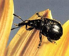 E1457 Integrated Pest Management of Sunflower Insect Pests in the Northern Great Plains Janet J.