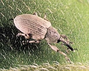 Most larvae drop from the head to the soil after completing their development, but a small percentage may remain in the seed and are present at harvest.