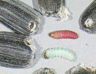 Head and Seed Feeders or 3.6 mm long) than the red sunflower seed weevil and are gray instead of red.