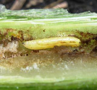 Damage: Although feeding damage is seldom significant, this species has been associated with the transmission of the pathogen Phoma macdonaldii Boerma, the causal agent of Phoma black stem.