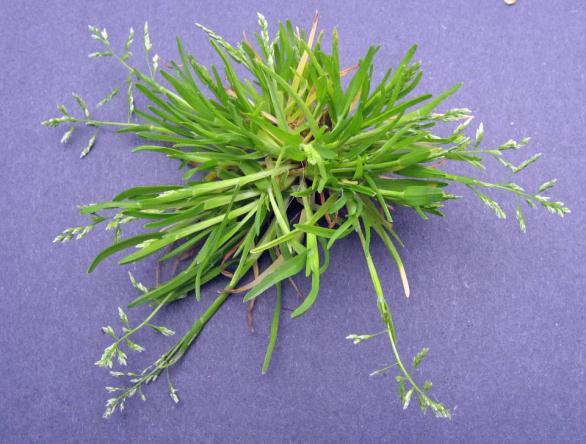 Perennial biotypes exist, especially in greens Winter Annual Annual Bluegrass Poa annua