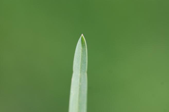 Biology of Poa annua in a temperate zone golf putting green (Agrostis stolonifera/poa annua)