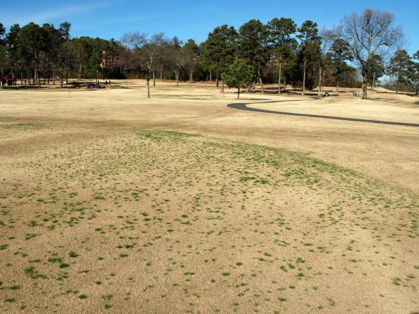 Annual Bluegrass in January What about Poa annua control in