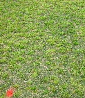 untreated treated Annual bluegrass can be competitive as well as