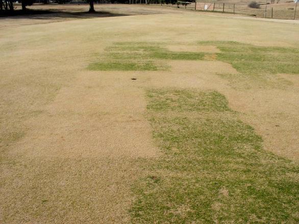 Annual Bluegrass Roundup is a cheap, effective herbicide in dormant bermudagrass. Roundup does not provide any preemergence control.