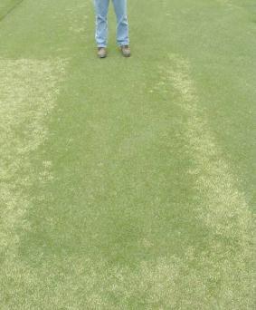 overseeded bermudagrass? Control with 0.25 oz + N > 1.