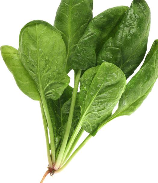 For students who have never tried fresh spinach, they may find a wonderful surprise when the baby leaves of this plant mixed into a salad. The leaves are thick and sweet and extremely nutrient-dense.