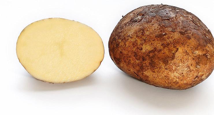 A potato is a tuber a swollen section of stem that the plant uses for food storage.