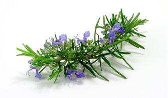 The recent harvests in Morocco and Tunisia have been problematic in the face of increasing demand for rosemary the antioxidant.