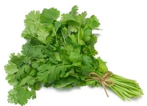 Coriander Herb (Cilantro) This specialty crop is soft this year and we would recommend buying stocks for the future where prices will be considerably higher.