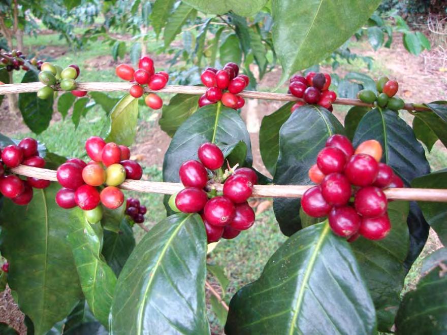 Let s work together for the coffee industry Thank you. Andrea Kawabata, Assistant Extension Agent; CT