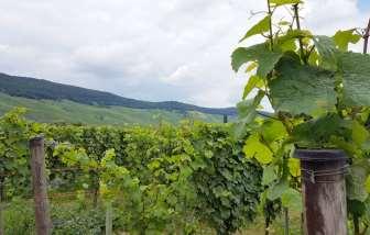 Day 4: Trier - Piesport 48 km Today, Roman past and contemporary viniculture will meet. The Moselle bike trail leads you to Mehring, where the Villa Rustica waits for your visit.
