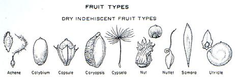 A one-seeded, dry, indehiscent fruit with a hard pericarp, usually derived from a oneloculed ovary.