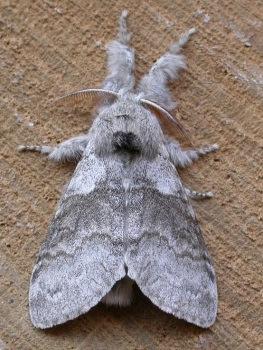 Heralds are stocky moths with hooked forewings held horizontally.