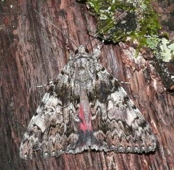 Other species can look quite noctuid like and are mediumsized with grey/brown forewings, but should be distinctive if checked carefully.
