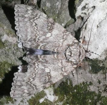 of species: 14 Similar groups: some noctuids Noctuids (Noctuidae) 367 species This is still the second largest family of moths in Britain, even though taxonomists have moved some species to Erebidae