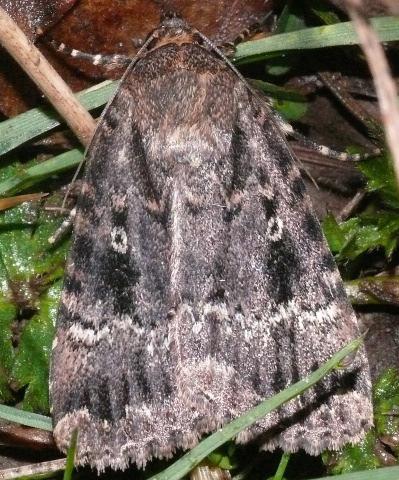 Five Small Sub-families of Medium to Large Noctuid Moths (Species nos ABH 73.062 to 73.