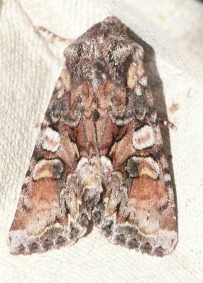 of species: 117 Clouded-bordered Brindle Rosy Rustic Similar groups: other noctuids, Hadeninae Brocades,
