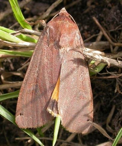 Forewings usually long, narrow and square-ended with obvious stigmata.