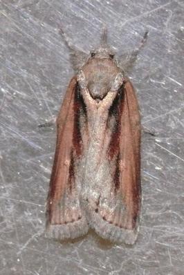 moths with small raised tufts on the forewings that can easily be mistaken for