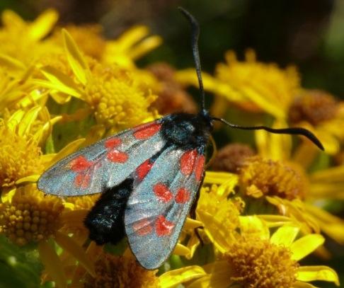 Burnets & Foresters (Zygaenidae) (Species nos ABH 54.001 to 54.