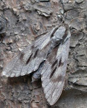 Hawk-moths (Sphingidae) (Species nos ABH 69.001 to 69.018, B&F 1972 to 1993) Forewing length 18 60mm.