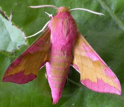 Nocturnal species come well to light. Pine Hawk-moth Poplar Hawk-moth Small Elephant Hawk-moth No.