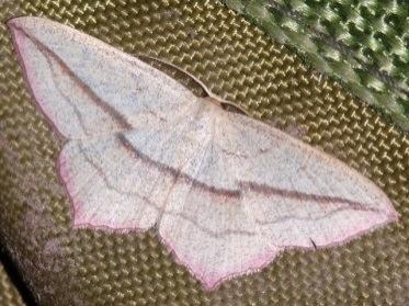 307, B&F 1661 to 1970,) Butterfly-like Lepidoptera, usually with slim bodies and wings held spread.