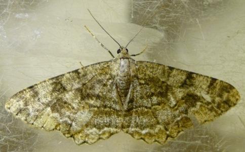Patterns are usually less detailed than on carpets and the wing edges are often scalloped.