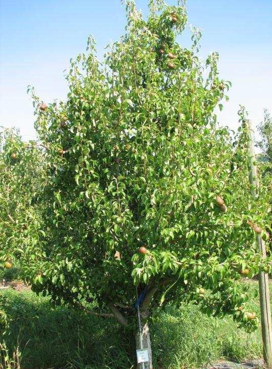 12/2/214 ReTain(AVG) Treatment Yield (lbs per tree) Fruit no.