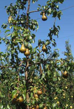 Horner 1 yield & fruit size were reduced Tree size not influenced by rootstock