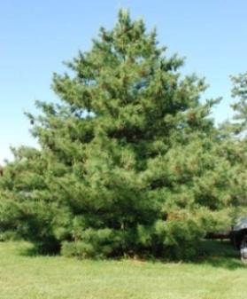 Fraser Fir (Abies fraseri): A narrow, pyramidal tree with glossy, dark green needles. The undersides of the needles have two white rows.