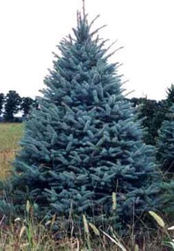 Cones are slender and 3-10 long. Prefers well-drained soils. 2-1 year, 10-16 transplant. Black Hills Spruce (Picea glauca var.