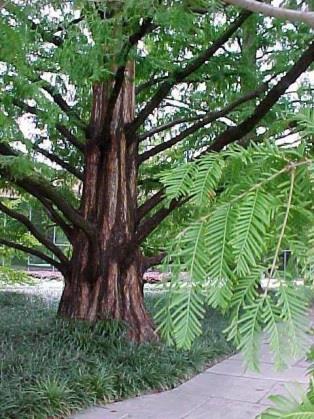 Dawn Redwood (Metasequoia glyptostroboides): A fast growing deciduous conifer, with linear, feathery, fern-like foliage that is soft to the