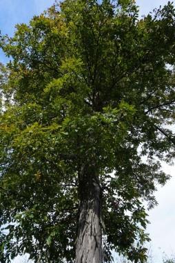 New York State Tree. 2-0 year, 24-36 seedling. Shagbark Hickory (Carya ovate): Grows 70-90,with a 40 spread.