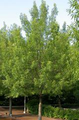 2-0 year, 24-36 seedling Sawtooth Oak (Quercus acutissama): A faster growing oak, matures to a height and width of 40-60.