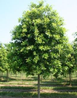 2-0 year, 24-36 seedling Pin Oak (Quercus palustris): Pleasing to homeowners and city foresters for strong wood; dense shade; tolerance of many