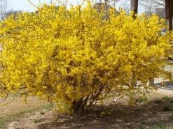 Forsythia (Forsythia x intermedia): An upright and wide shrub, grows 8-10 tall. Yellow flowers form in spring. Full sun produces maximum flower.