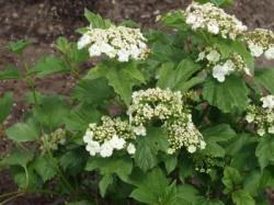 The fruit is used in jelly and is great for attracting birds. 2-0 year, 24-36 seedling. Ninebark (Physocarpus opulifolius): 5-9' spreading shrub.