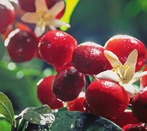Tchibo has been synonymous with freshness and quality in the coffee market for over 60 years.