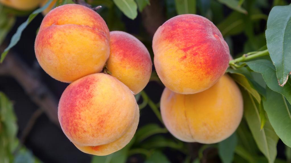 PEACHES: VALUE-ADDED FOOD PRODUCTS By Stephanie A.